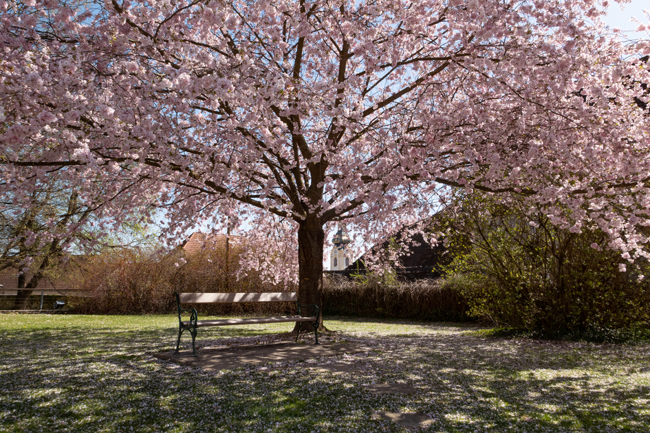 Aufblühen in der Oststeiermark im Schlosspark in Hartberg | © TV Oststeiermark | Bernhard Bergmann