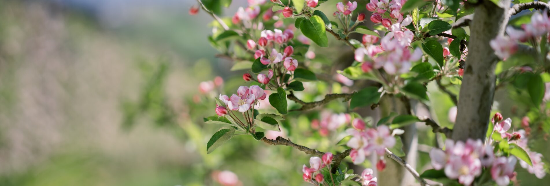 Flowering apple tree in apple orchard in the Eastern Styria | © TV Oststeiermark | die mosbachers