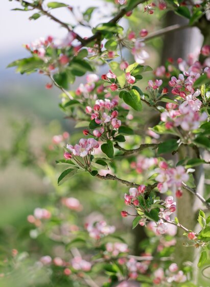 Blühender Apfelbaum im Apfelgarten in der Oststeiermark