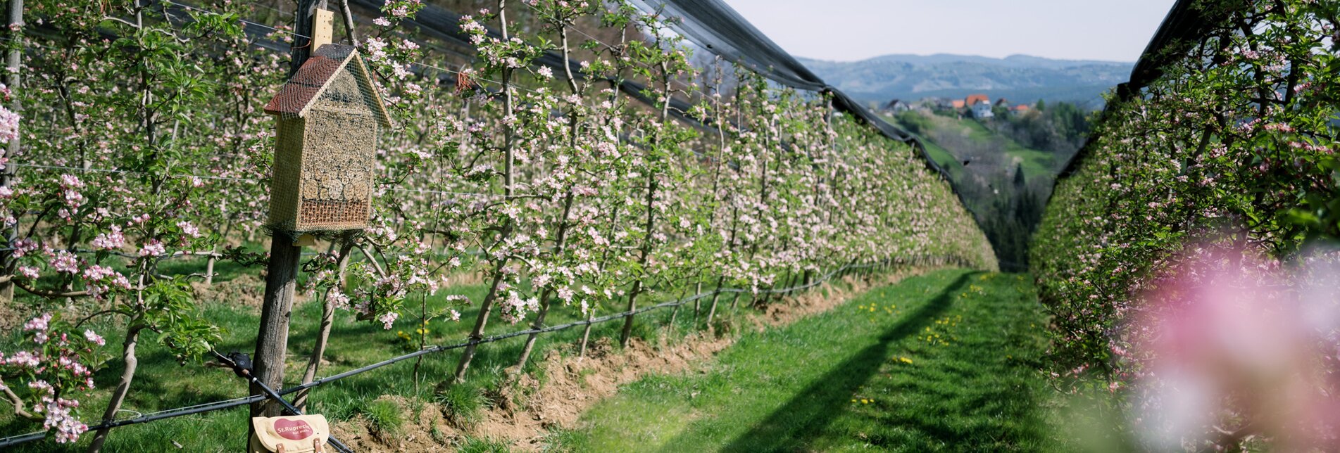 Blooming apple orchard in the Eastern Styria | © TV Oststeiermark | die mosbachers