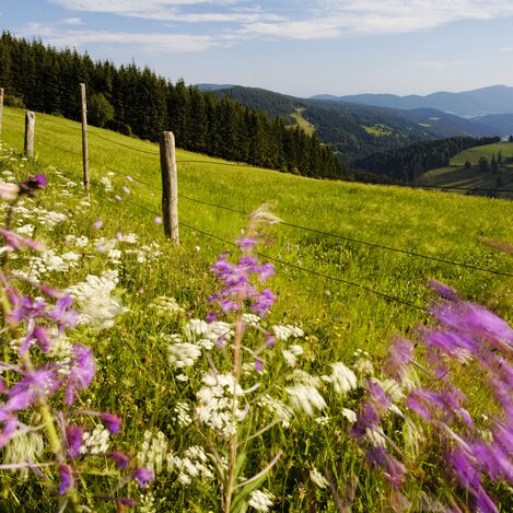 Panoramablick von der Sommeralm | © Oststeiermark Tourismus | Bernhard Bergmann | © Oststeiermark Tourismus, Bernhard Bergmann