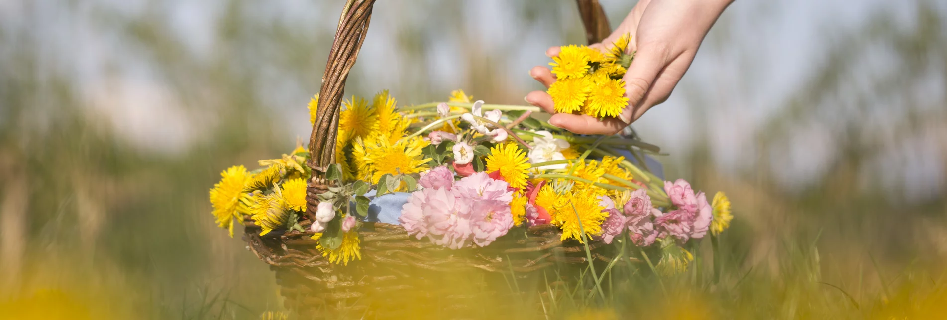 Flower basket with dandelions in eastern Styria | © TV Oststeiermark | Maria Rauchberger