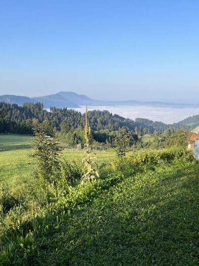 Stellplätze Graf mit traumhafter Aussicht | © Edelbrennerei Graf
