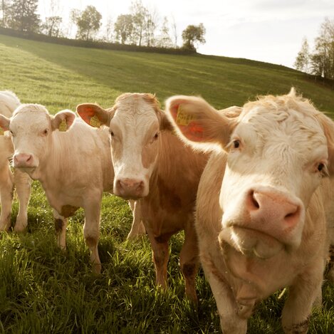 Cows in the Almenland in Eastern Styria | ©  Oststeiermark Tourismus | Lang-Bichl - RKP