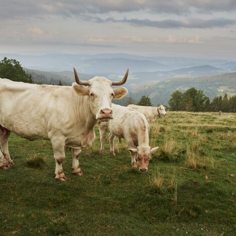 Cows on the Glatzl Trahütten Alm in Eastern Styria | ©  Oststeiermark Tourismus | Lang-Bichl - RKP