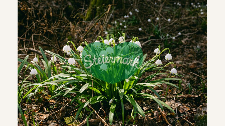 Weiß blühende Pflanzen im Wald | ©  Oststeiermark Tourismus | Lucas Oswald Vollmann & Noah Ulrich