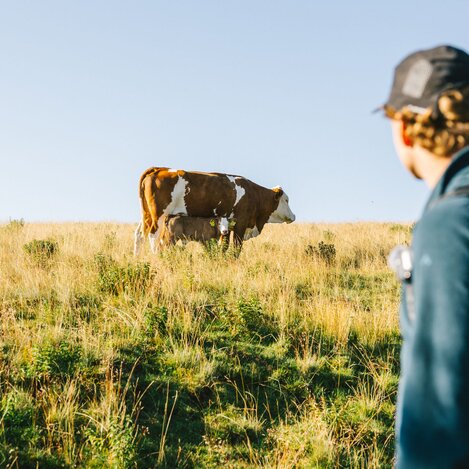 Kuh mit Kalb im Weidegebiet der Alm in der Oststeiermark | ©  Oststeiermark Tourismus | Noah Ulrich