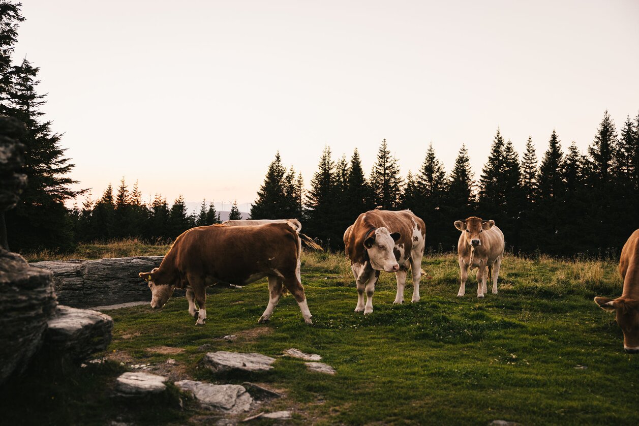 Kühe beim Wandern in der Oststeiermark | © 
Oststeiermark Tourismus | Noah Ulrich