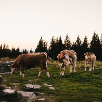 Kühe beim Wandern in der Oststeiermark | © 
Oststeiermark Tourismus | Noah Ulrich
