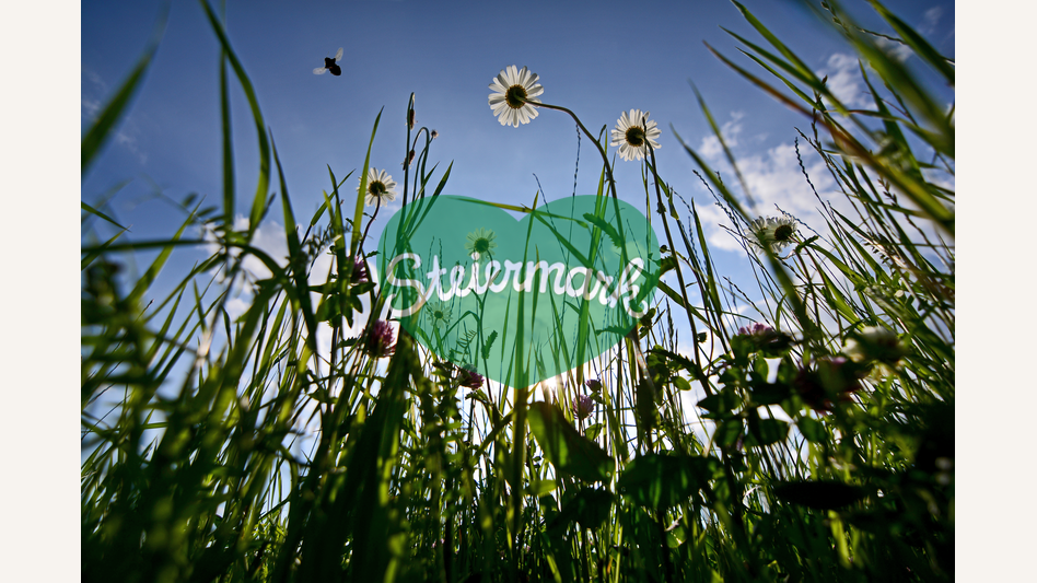 Wildblumenwiese in der Oststeiermark | © Oststeiermark Tourismus | Christian Strassegger