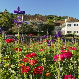 Schloss in Hartberg in der Oststeiermark
