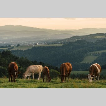 Wanderlandschaft in Schäffern in der Oststeiermark | ©  Oststeiermark Tourismus |  Bernhard Bergmann