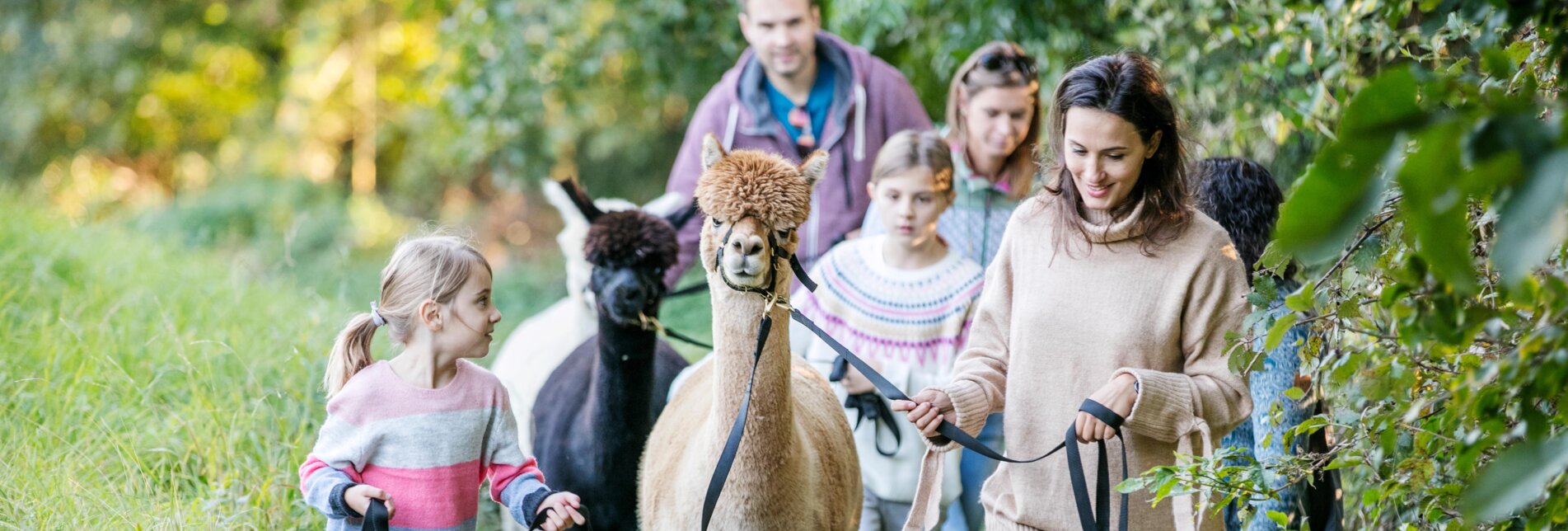 Alpaca hike in forest and meadow in eastern Styria | © GenussCard | Harald Eisenberger
