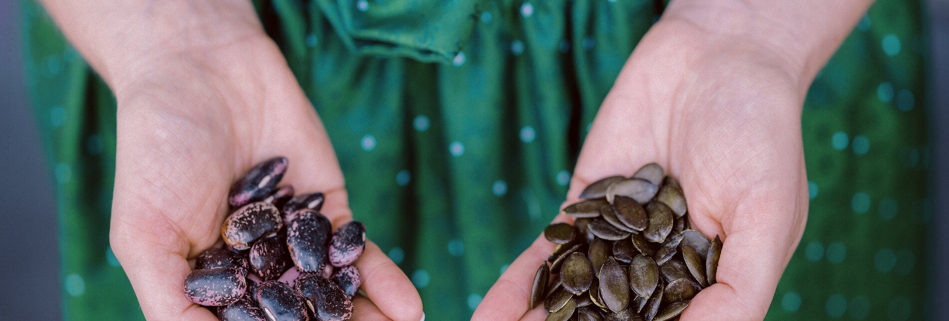 Beetle beans and pumpkin seeds held in hands | © TV Oststeiermark | diemosbachers