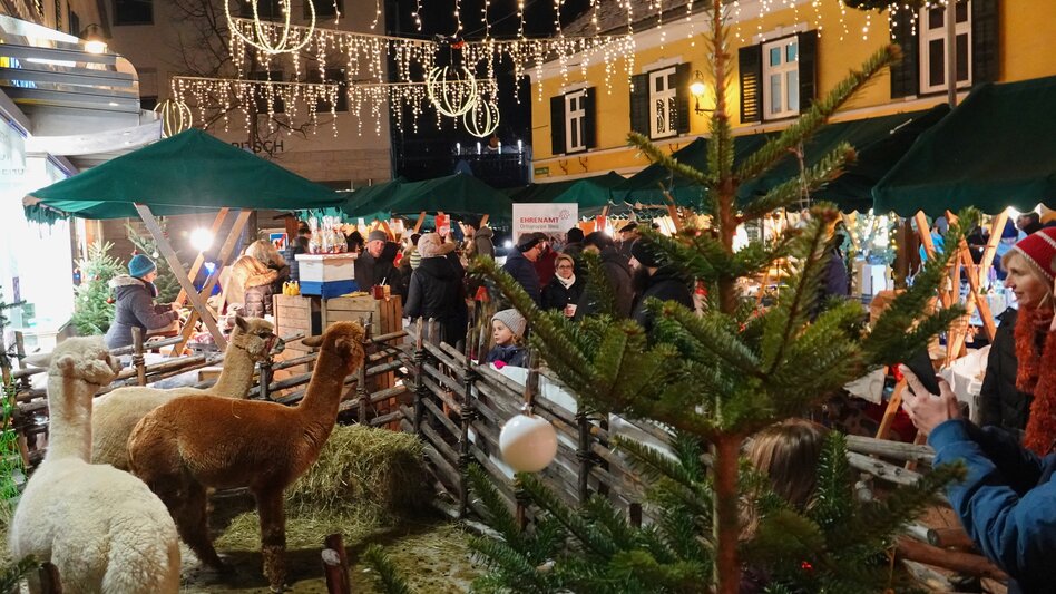 Alpakas auf dem Christkindlmarkt in Weiz