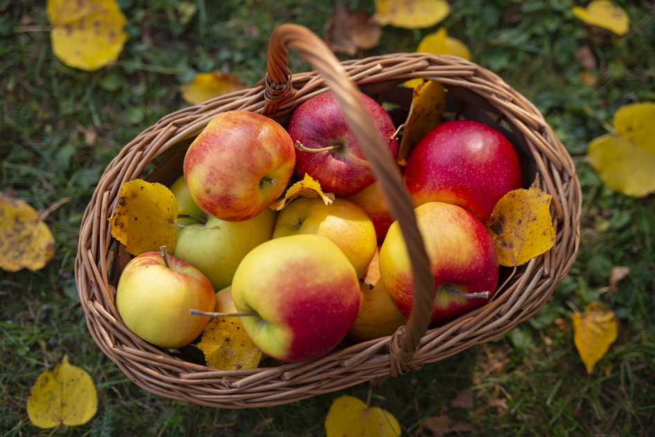 Apfelkorb aus der Oststeiermark | © TV Oststeiermark | Bernhard Bergmann