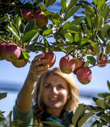 Picking apples on the Styrian Apple Road | © TV Oststeiermark | Tom Lamm