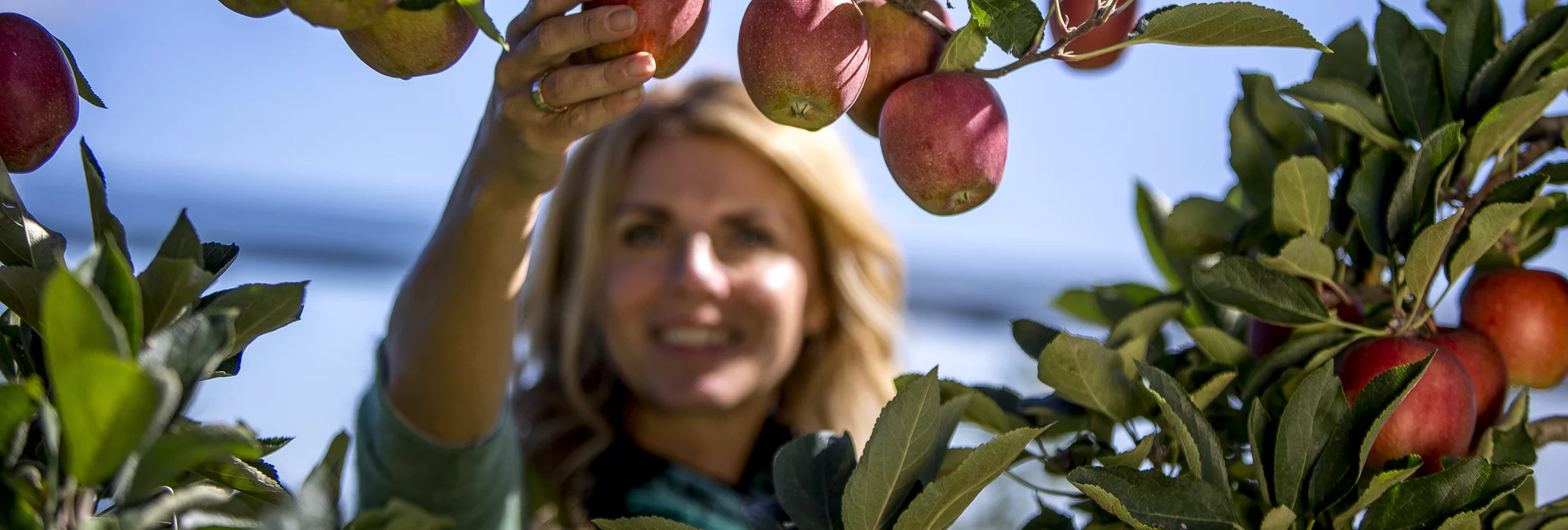 Picking apples on the Styrian Apple Road | © TV Oststeiermark | Tom Lamm