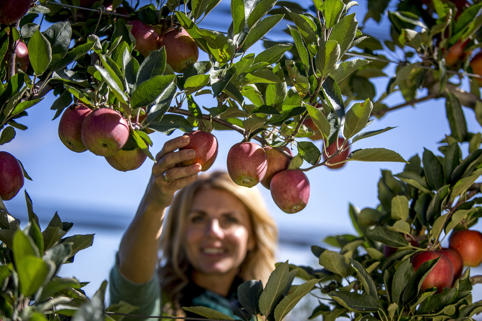 Äpfel pflücken an der Steirischen Apfelstraße | © TV Oststeiermark | Tom Lamm