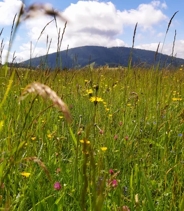 Flower meadow in the Almenland in Eastern Styria | © TV Oststeiermark | Christine Pollhammer