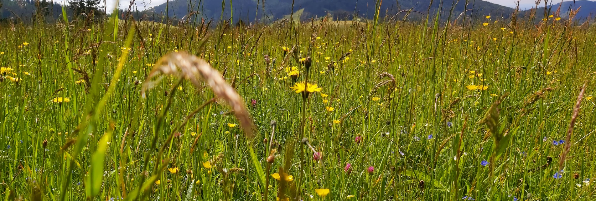 Flower meadow in the Almenland in Eastern Styria | © TV Oststeiermark | Christine Pollhammer