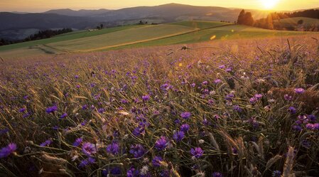 Cornflower field at sunset in Almenland nature park in Eastern Styria | © TV Oststeiermark | Bernhard Bergmann | © Oststeiermark Tourismus, Bernhard Bergmann