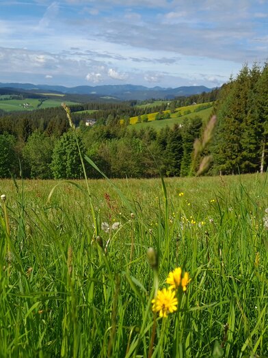Frühling in der Region Joglland - Waldheimat in der Oststeiermark | © TV Oststeiermark | Birgit Kandlbauer