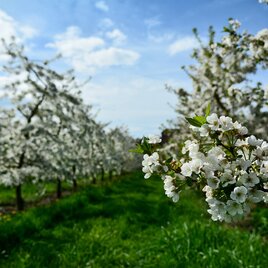 Frühlingshafte Apfelblüten in der Oststeiermark