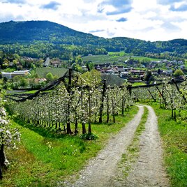 Frühlingshafte Apfelblüten in der Oststeiermark