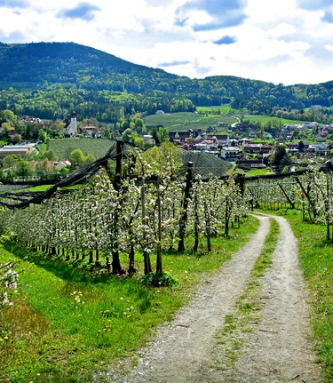 Frühlingshafte Apfelblüten in der Oststeiermark | ©  Oststeiermark Tourismus | Christian Strassegger