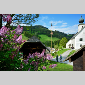Frühlingsblumen und Maibaum in der Oststeiermark | ©  Oststeiermark Tourismus | Christian Strassegger