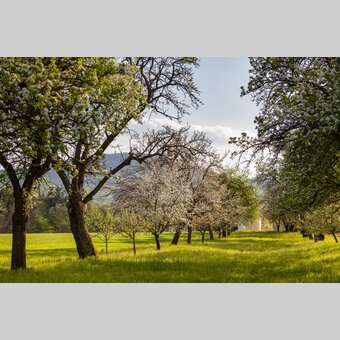 Blühende Bäume im Hartbergerland in der Oststeiermark | © 
Oststeiermark Tourismus | Bernhard Bergmann