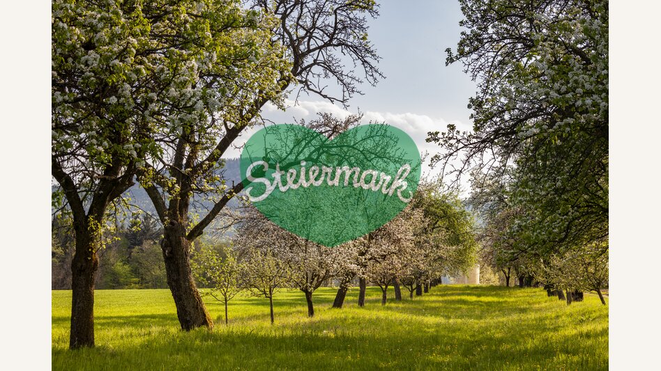Blühende Bäume im Hartbergerland in der Oststeiermark | © 
Oststeiermark Tourismus | Bernhard Bergmann