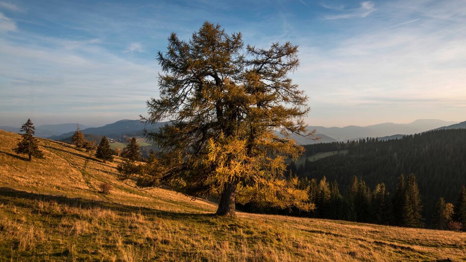 Herbstlandschaft im Naturpark Almenland in der Oststeiermark | © Oststeiermark Tourismus | Bernhard Bergmann