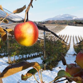 Apple road in winter