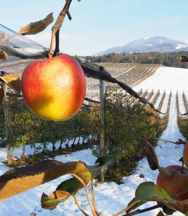 Apple road in winter | © TV Oststeiermark | Ewald Neffe