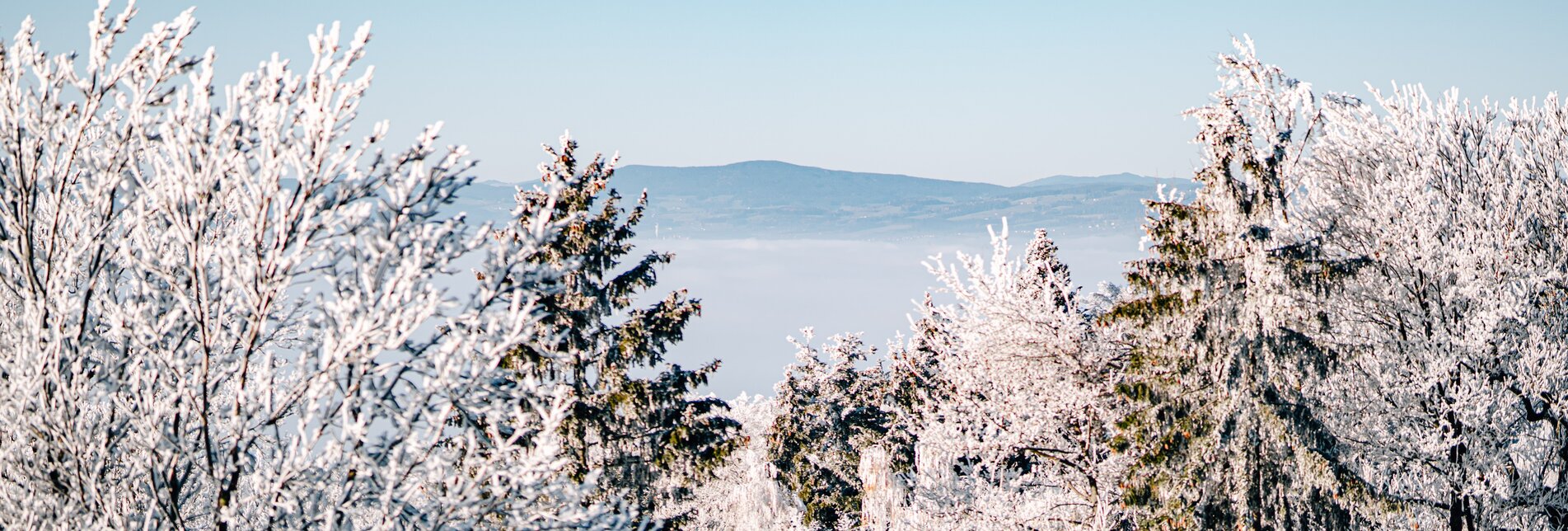 Winter landscape with trees in the Wechselland region | © TV Oststeiermark | Florian Luckerbauer