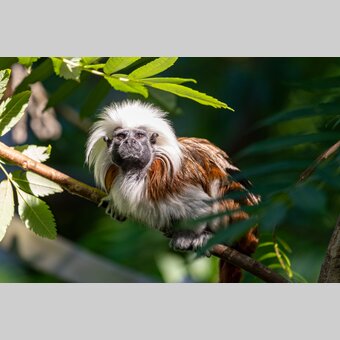 Lisztaffe am Ast sitzend in der Tierwelt Herberstein | © Tierwelt Herberstein | Harry Schiffer