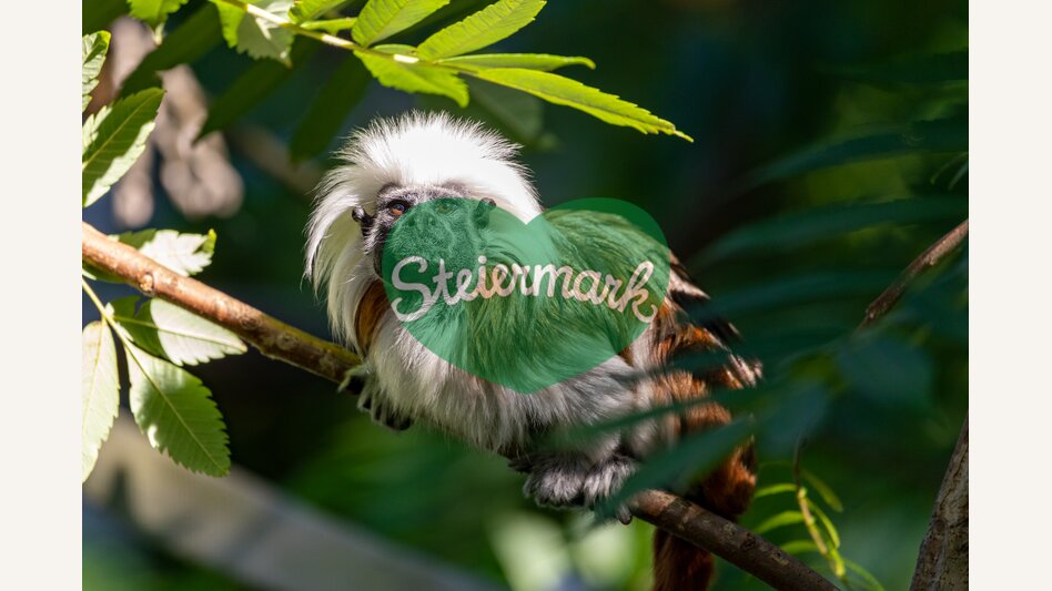 Lisztaffe am Ast sitzend in der Tierwelt Herberstein | © Tierwelt Herberstein | Harry Schiffer