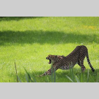 Gepard im Tierpark | © Tierwelt Herberstein | Tierwelt Herberstein