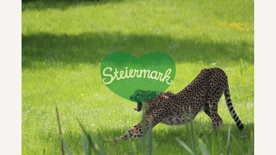 Gepard im Tierpark | © Tierwelt Herberstein | Tierwelt Herberstein