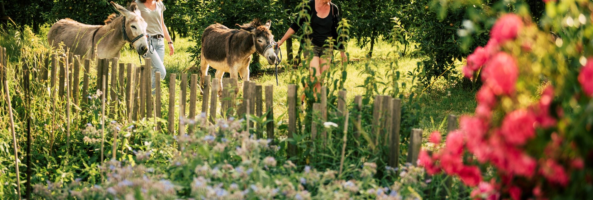 Shopping stroll with donkeys in the Pöllauer Tal Nature Park | © TV Oststeiermark | Bernhard Bergmann