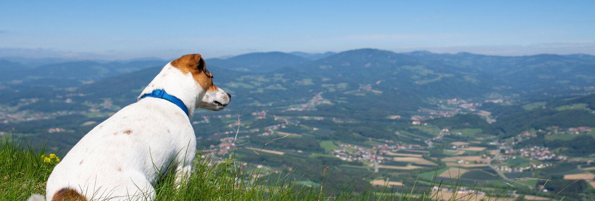 Hiking with a dog in Eastern Styria | © TV Oststeiermark | Rene Strasser