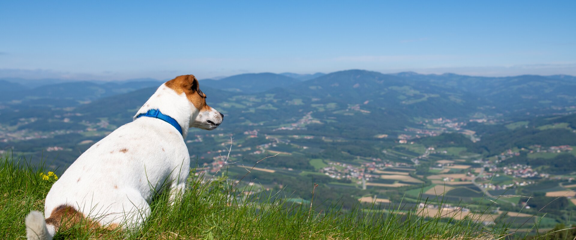 Wandern mit Hund in der Oststeiermark | © TV Oststeiermark | Rene Strasser