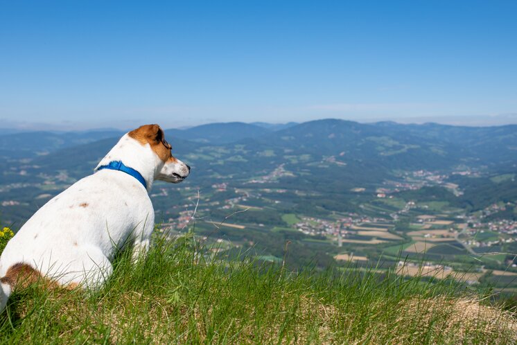 Wandern mit Hund in der Oststeiermark | © TV Oststeiermark | Rene Strasser