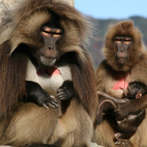 Affen im Zoo Herberstein | © Tourismusverband Oststeiermark, Thomas Lipp | © Tourismusverband Oststeiermark, Thomas Lipp