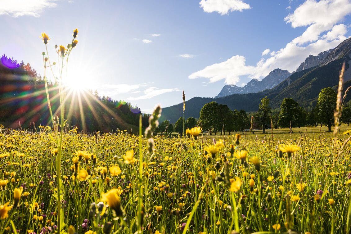THEMENBILD, Frühling in den Bergen, Wiese und Dachstein | © (c) Martin Huber - all rights reserved | Martin Huber