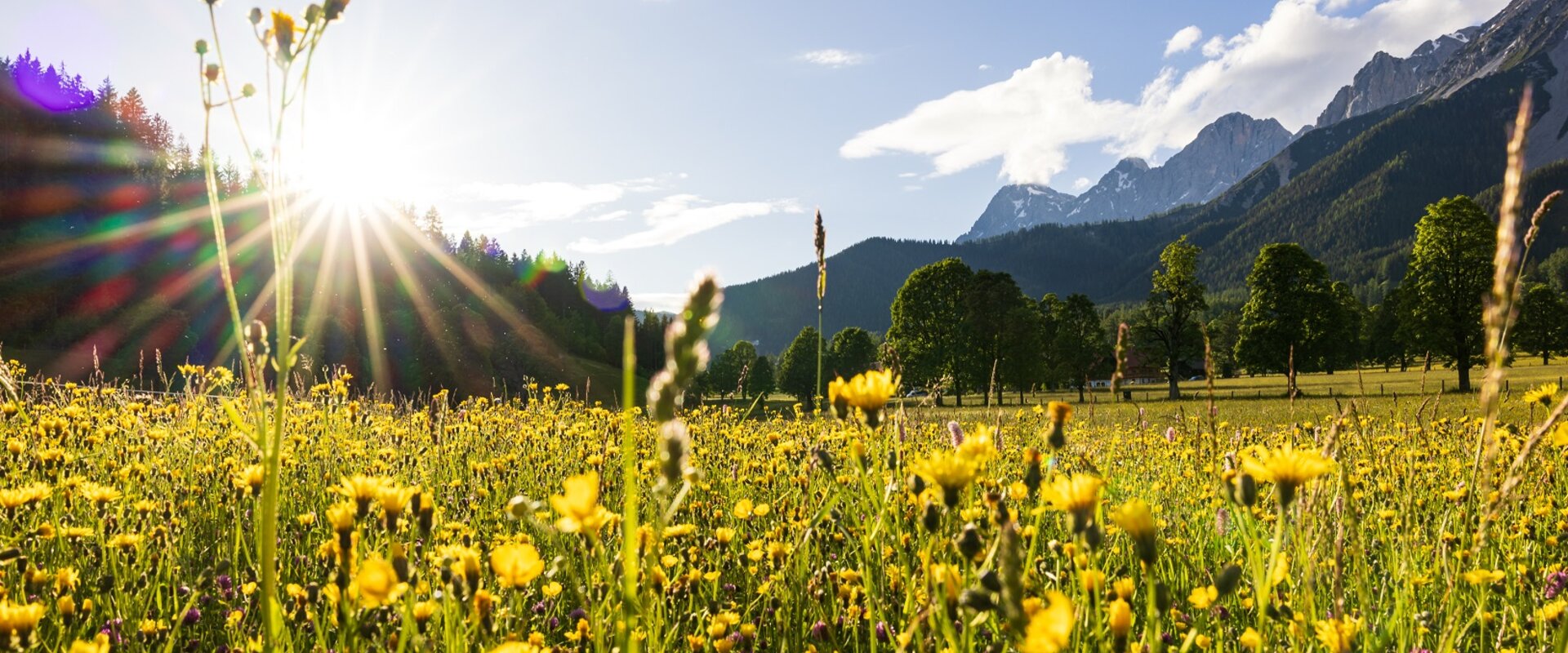 THEMENBILD, Frühling in den Bergen, Wiese und Dachstein | © (c) Martin Huber - all rights reserved | Martin Huber