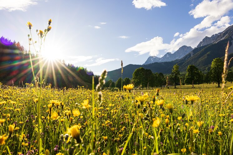 THEMENBILD, Frühling in den Bergen, Wiese und Dachstein | © (c) Martin Huber - all rights reserved | Martin Huber
