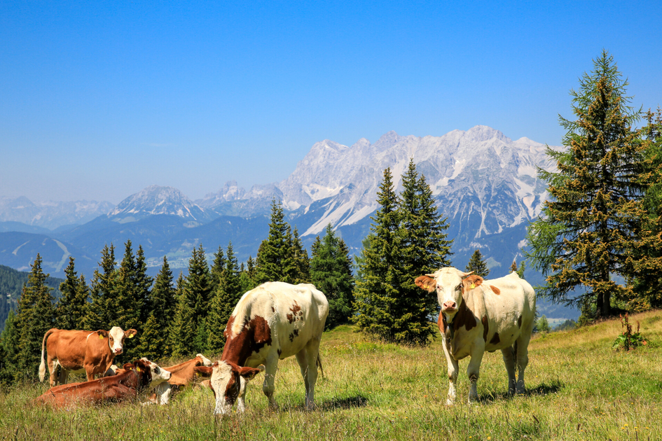 Kühe | © photo-austria / Martin Huber | © photo-austria / Martin Huber